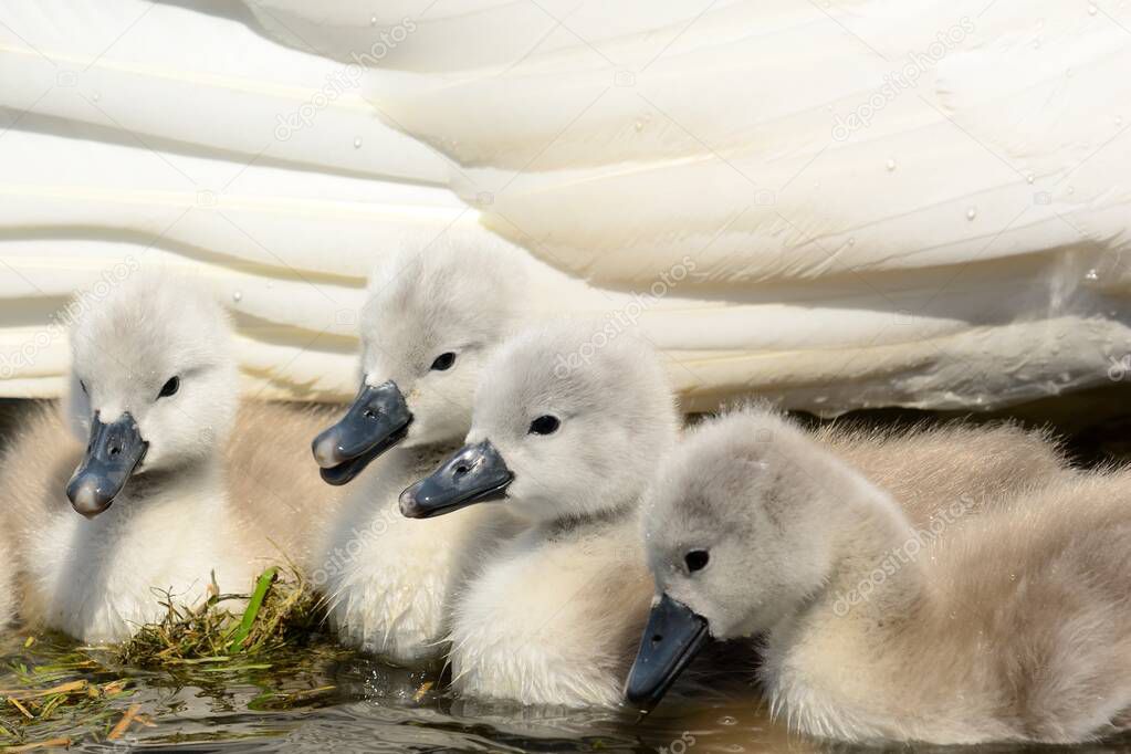 Close up of mute swan cygnets in their water with their mother
