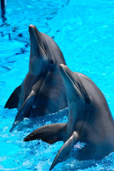 Dois Golfinhos Apresentando Show Dophin — Fotografia de Stock
