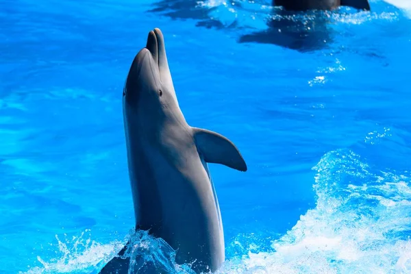 Gros Plan Dauphin Jouant Dans Spectacle Dauphins — Photo