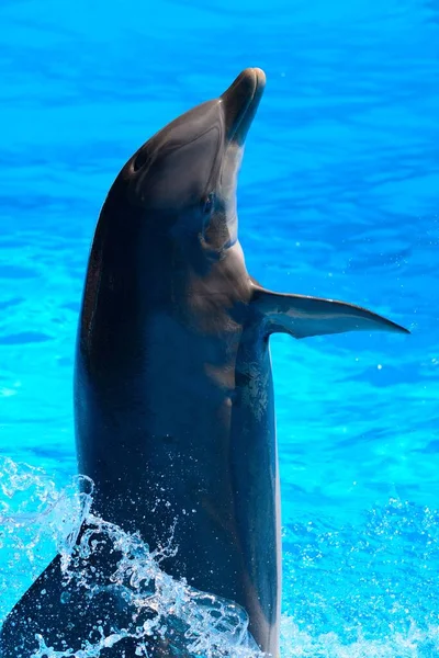 Close Dolphin Performing Dolphin Show — Stock Photo, Image