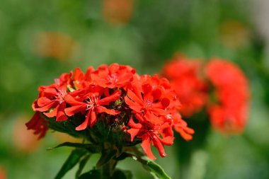 Çiçek açarken agrostemma chalcedonica 'yı kapat