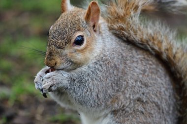 Fındık yiyen gri sincabın portresi