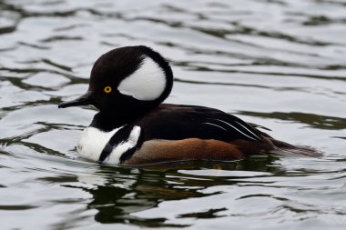 Suda yüzen kapüşonlu bir nergansere yaklaş.
