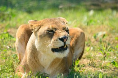 Çimlerin üzerinde oturan dişi aslanın alçak açılı görüntüsü