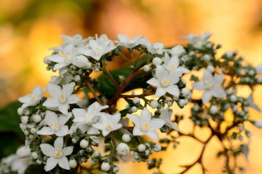 Altın arkaplanı olan bir çalılıkta beyaz çiçekleri kapat.