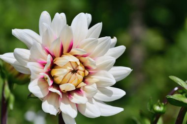 Çiçek açmış pembe ve beyaz bir yıldız çiçeğine yaklaş.