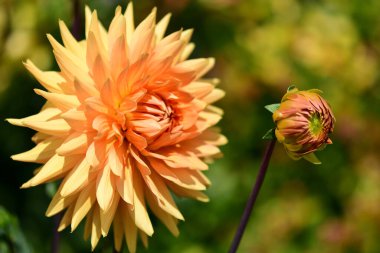 Çiçek açmış portakallı kaktüse yaklaş.