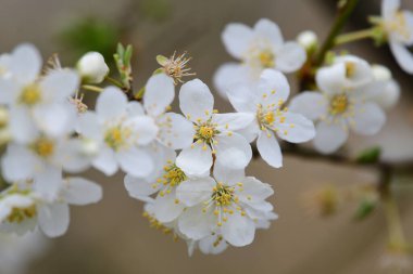 Tembel çiçeklerin açtığı yere yaklaş