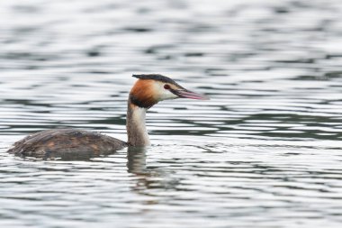 Suda yüzen büyük bir ibikli grebe (podiceps kristali) yakın