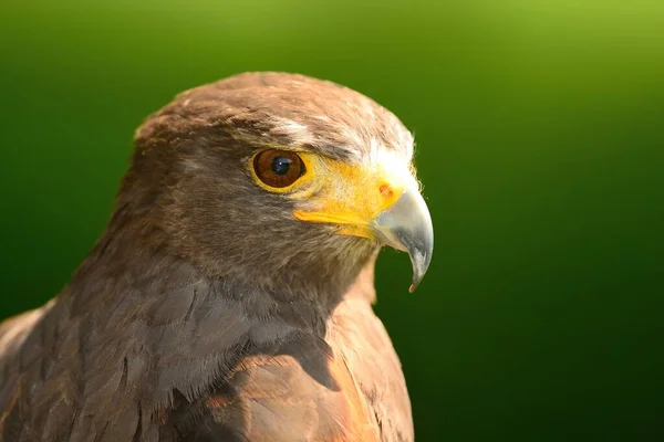 Close Portrait Harris Hawk — Stock Photo, Image