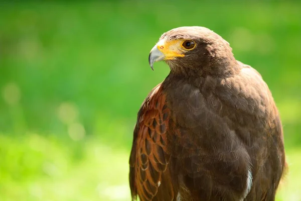 Porträt Eines Harris Falken — Stockfoto