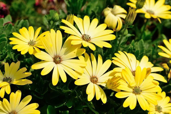 Daisybush Osteospermum Flores Flor — Foto de Stock