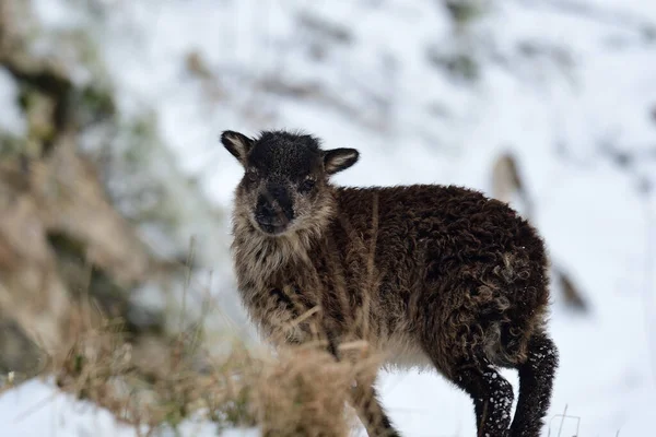 Portrait Wild Lamb Snowy Day Cheddar Gorge Somerset — Stock Photo, Image