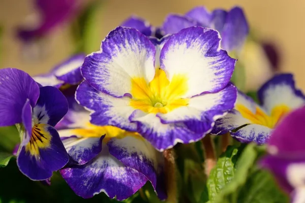 Zbliżenie Purpurowe Białe Pierwiosnki Rozkwicie — Zdjęcie stockowe