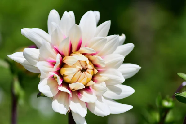 Close Dahlia Flower Bloom — Stock Photo, Image