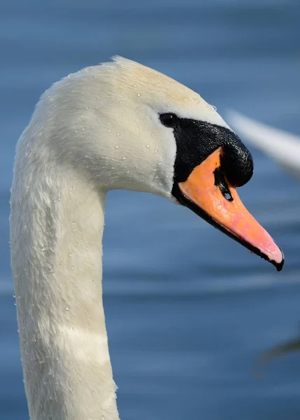 Close Cabeça Tiro Cisne Mudo Cygnus Olor — Fotografia de Stock