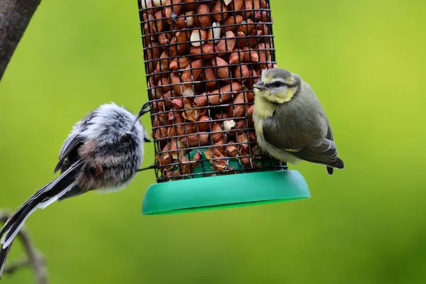 Bir Kuş Yemliğiyle Beslenen Iki Ötücü Kuşa Yaklaş — Stok fotoğraf