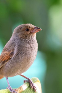 Daha küçük bir dişi olan Antilli ispinozuna (Loxigilla noctis)