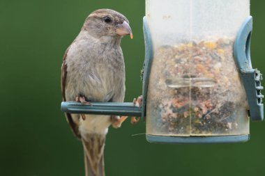 Kuş yemliğinde bir serçeye yaklaş.