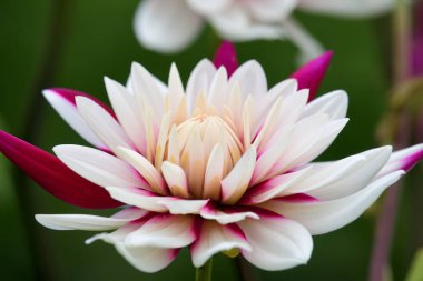 Çiçek açmış pembe ve beyaz bir yıldız çiçeğine yaklaş.