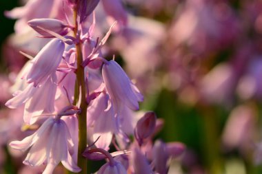 Pembe İspanyol çan çiçeklerini kapayın (Hyacinthoides hispanica)