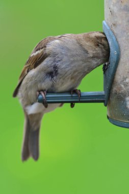 Kuş yemliğiyle beslenen bir serçenin yakınına.