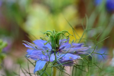 (Nigella Damascena çiçek çalılık bir şeytan yakın)