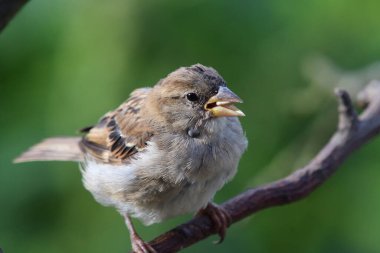Bir dala tüneyen serçenin yakın portresi