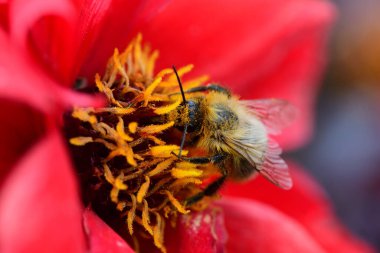Kırmızı çiçeği dölleyen bir arının makro çekimi