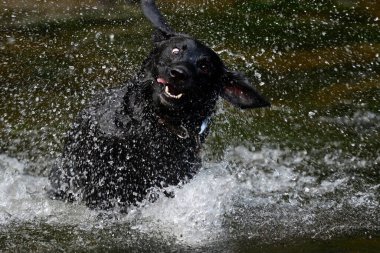 Suda oynayan siyah bir Labrador portresi