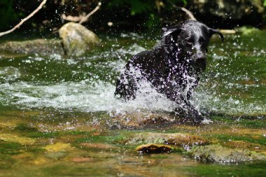 Nehirden geçen genç siyah bir Labrador 'un portresi