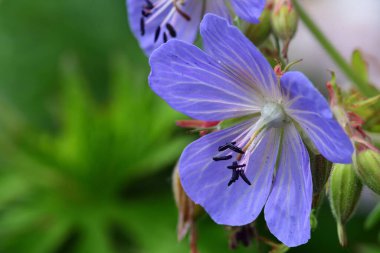 Çiçek açmış liyak renkli sardunya çiçeğinin makro çekimi.