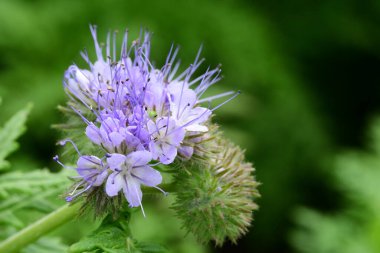 Fas çiçeklerinin açtığı yeri kapatın.
