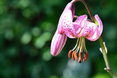 Bir Martagon zambağı makro çekimi (Lilium martagon)
