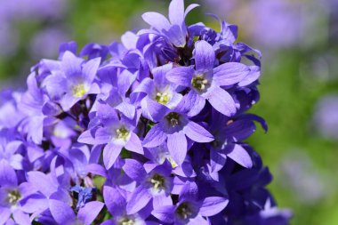 Campanula lactiflora çiçeklerinin açılışını kapat.