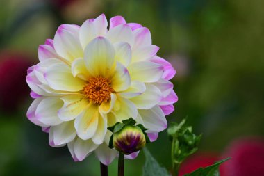 Bahçedeki pembe beyaz yıldız çiçeğini kapat.