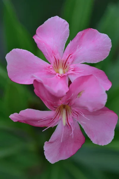 ใกล ยงก บดอกไม ชมพ Nerium Oleander — ภาพถ่ายสต็อก
