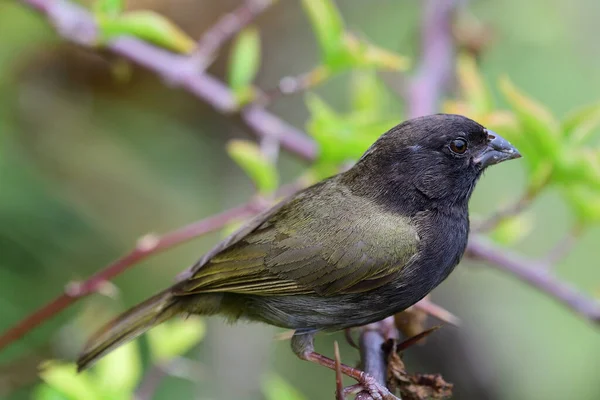 Primer Retrato Grassquit Hombros Amarillos Posado Una Rama — Foto de Stock