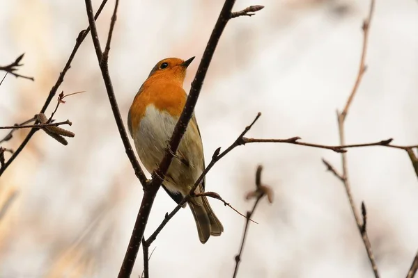 Portrait European Robin Erithacus Rubecula Perching Tree — Stock Photo, Image