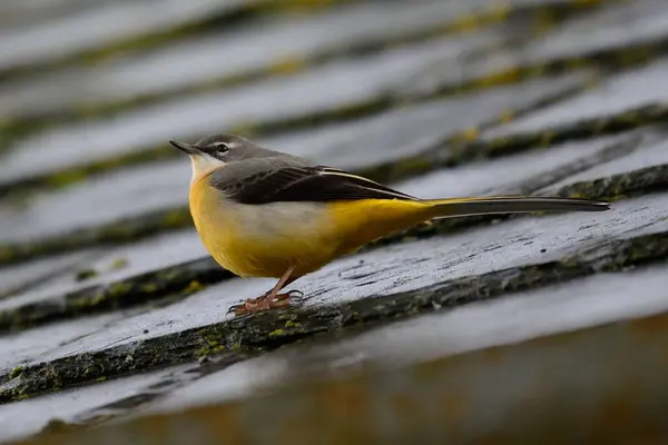 Porträtt Grå Vagn Motacilla Cinerea Sittande Ett Kaklat Tak — Stockfoto