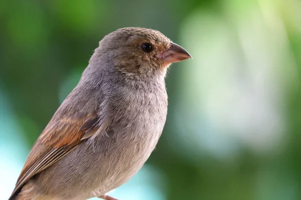 Gros Plan Petit Pingouin Des Antilles Femelle Loxigilla Noctis — Photo