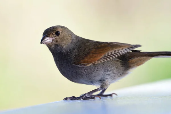 Закрыть Самку Арендатора Antillean Bullfinch Loxigilla Nohs — стоковое фото