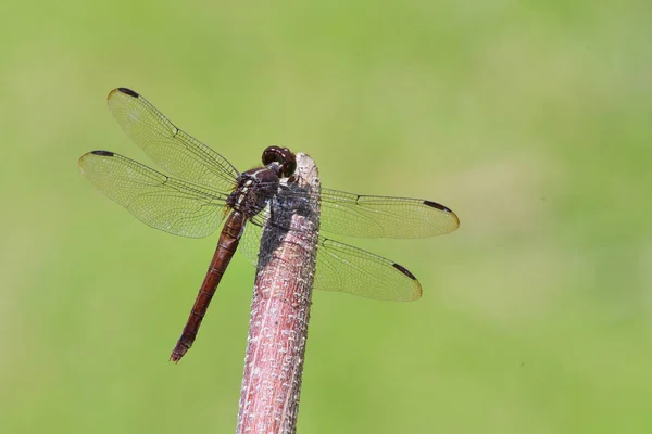 Primo Piano Una Libellula Appollaiata Ramo — Foto Stock