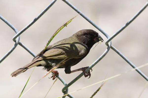 Close Portrait Yelow Shouldered Grassquit Perching Chainlink Fence — Stock Photo, Image