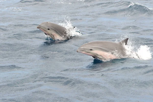 Porträt Zweier Fraserdelfine Die Aus Dem Wasser Springen — Stockfoto