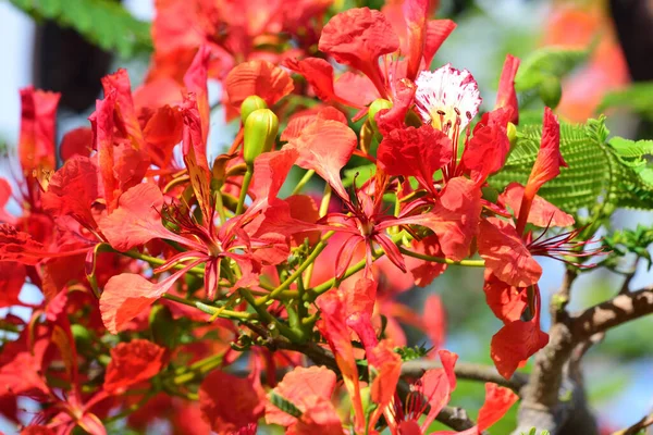 Zbliżenie Czerwonych Kwiatów Drzewie Płomienia — Zdjęcie stockowe