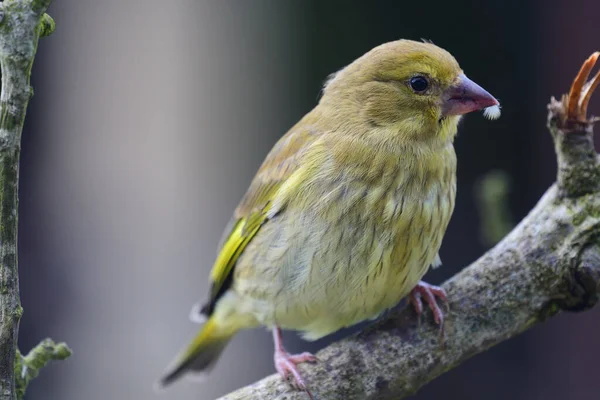 Porträt Eines Grünfinks Chloris Der Auf Einem Ast Hockt — Stockfoto