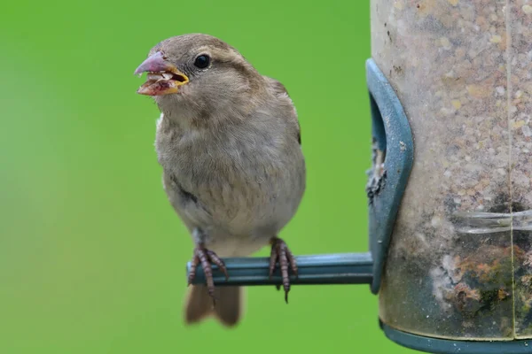 Primer Plano Gorrión Posado Comedero Aves — Foto de Stock