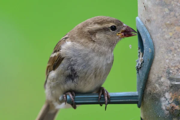 Kuş Yemliğiyle Beslenen Bir Serçenin Yakınına — Stok fotoğraf