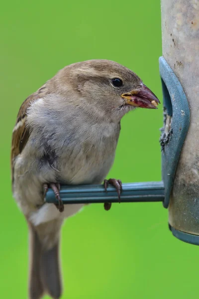 Kuş Yemliğiyle Beslenen Bir Serçenin Yakın Portresi — Stok fotoğraf